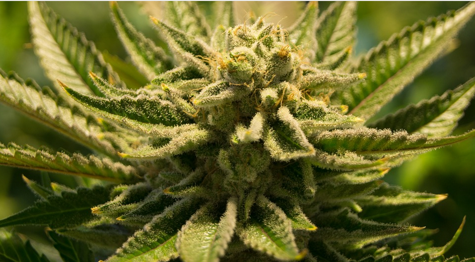 a marijuana plant